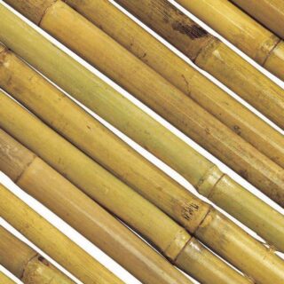 BAMBU ENTERO BAMBOOFLEX 1x3m