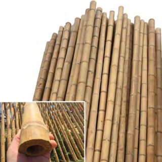 BAMBU DECORATIVO 200cm 7-9cm